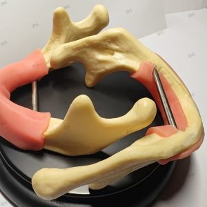 Dental Implant Training Mandible Model with Soft Gingiva
